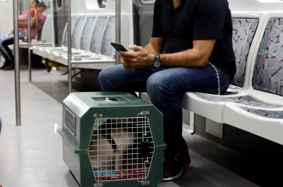 se pueden llevar perros en el tren buenos aires - Cómo llevar un perro a Buenos Aires