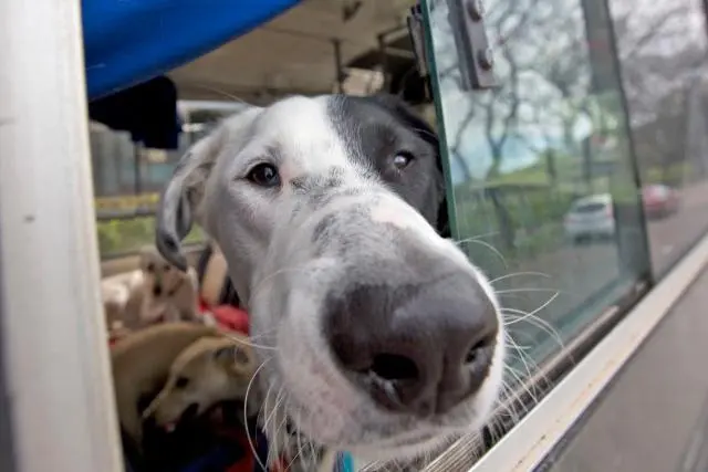 ferrocarril urquiza viajar con perros - Cómo puedo viajar con mi perro