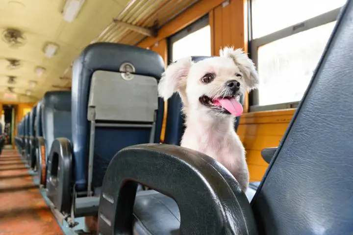 se puede viajar con mascota en tren - Cómo puedo viajar con una mascota