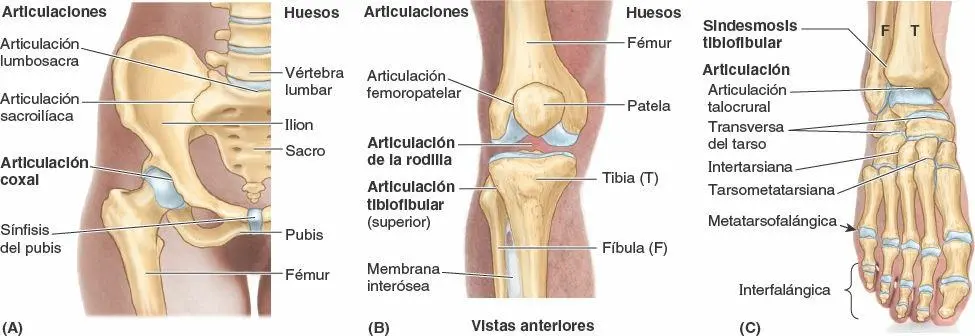 articulaciones tren inferior - Cuál es la articulación más móvil del miembro inferior