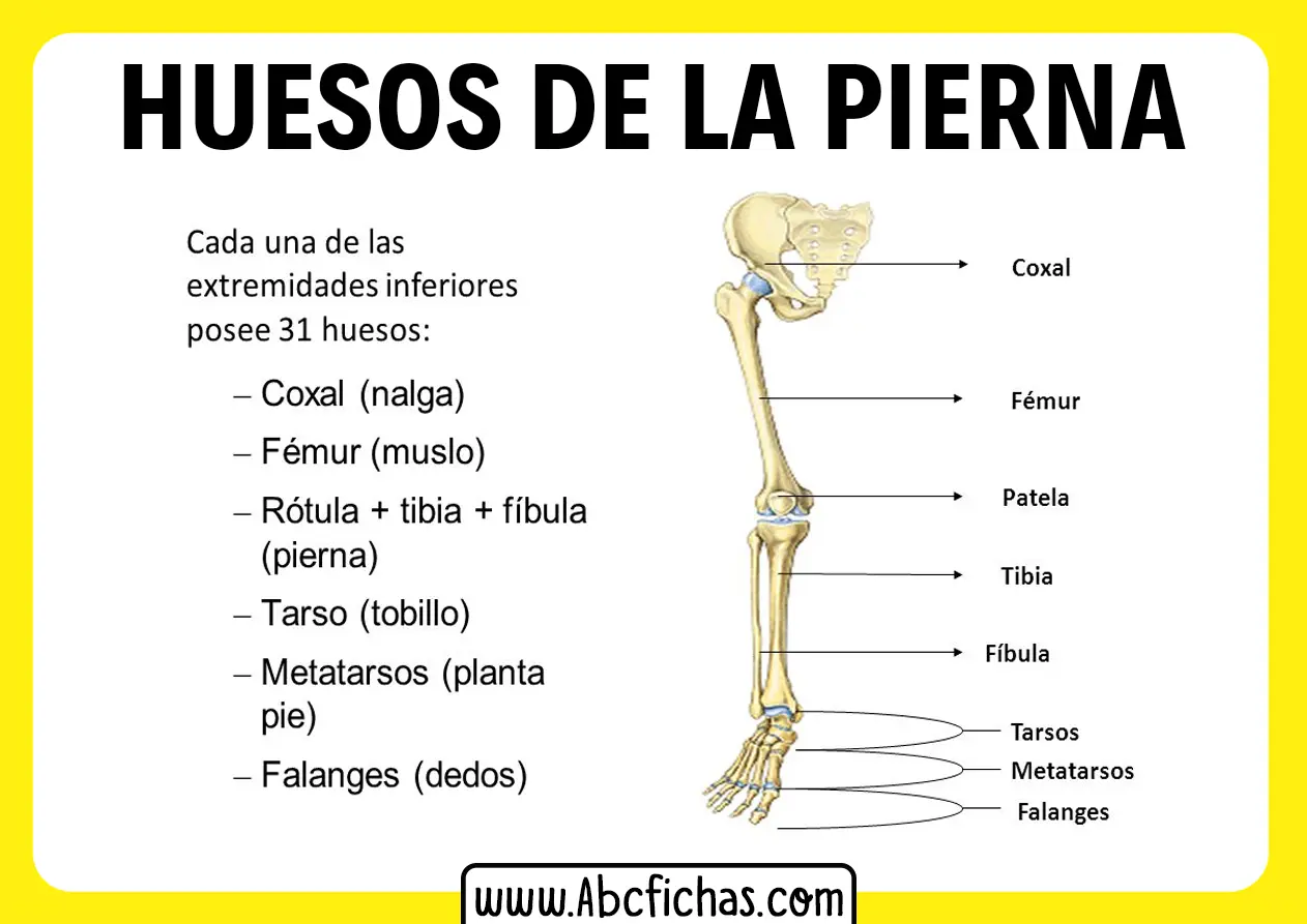 huesos del tren inferior - Cuáles son las 3 articulaciones del miembro inferior