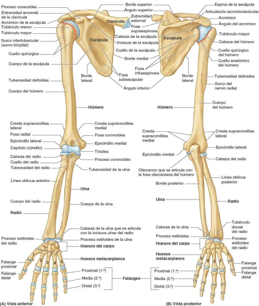 huesos del tren superior - Cuáles son las articulaciones del miembro superior