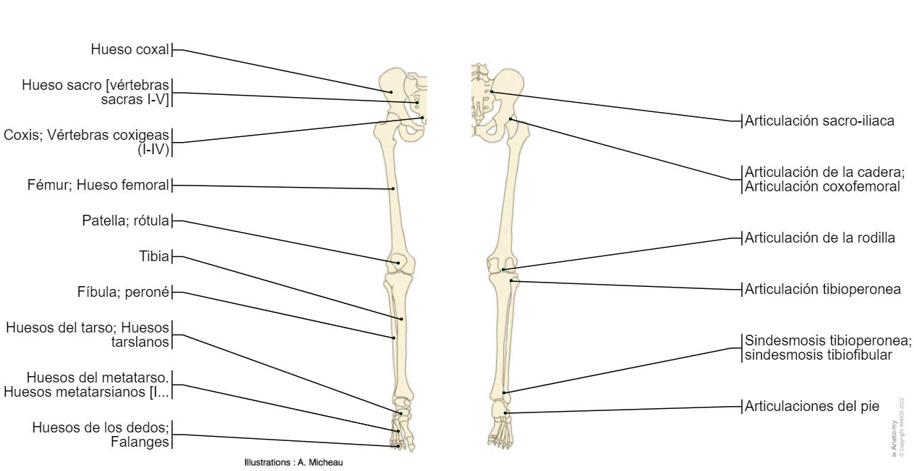 tren inferior huesos - Cuáles son las partes de los miembros inferiores