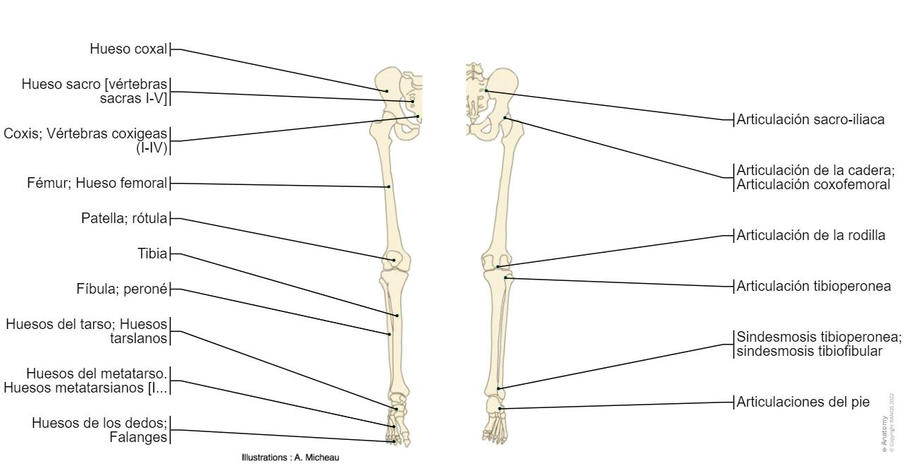 huesos del tren inferior - Cuántas partes tiene el tren inferior