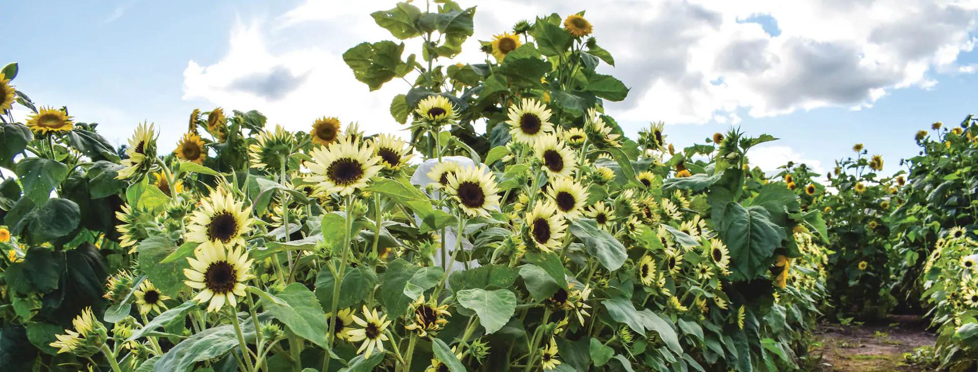 estacion de ferrocarril frente a un campo de girasoles - Cuánto tarda en salir la flor del girasol