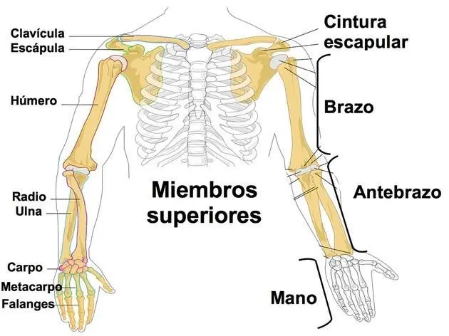 Huesos Del Tren Superior Cintura Escapular Y Extremidad Ife 6558