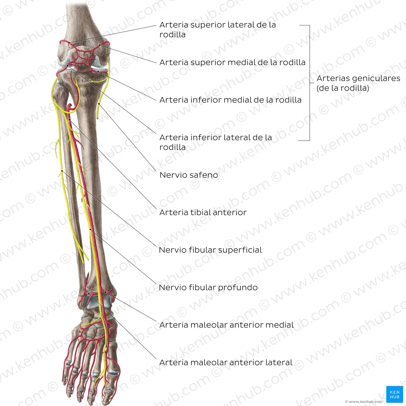 tren inferior huesos - Qué es el sistema óseo inferior