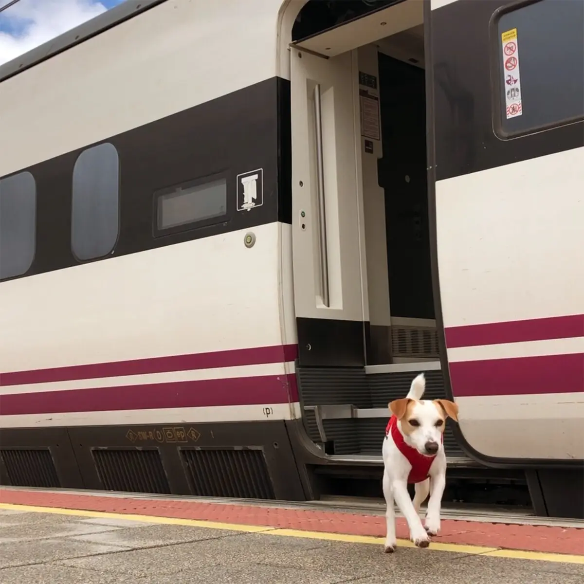 ferrocarril roca informes mascotas - Qué perros se pueden llevar en tren