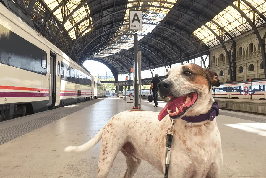 ferrocarril roca informes mascotas - Qué perros tienen que llevar bozal en el tren