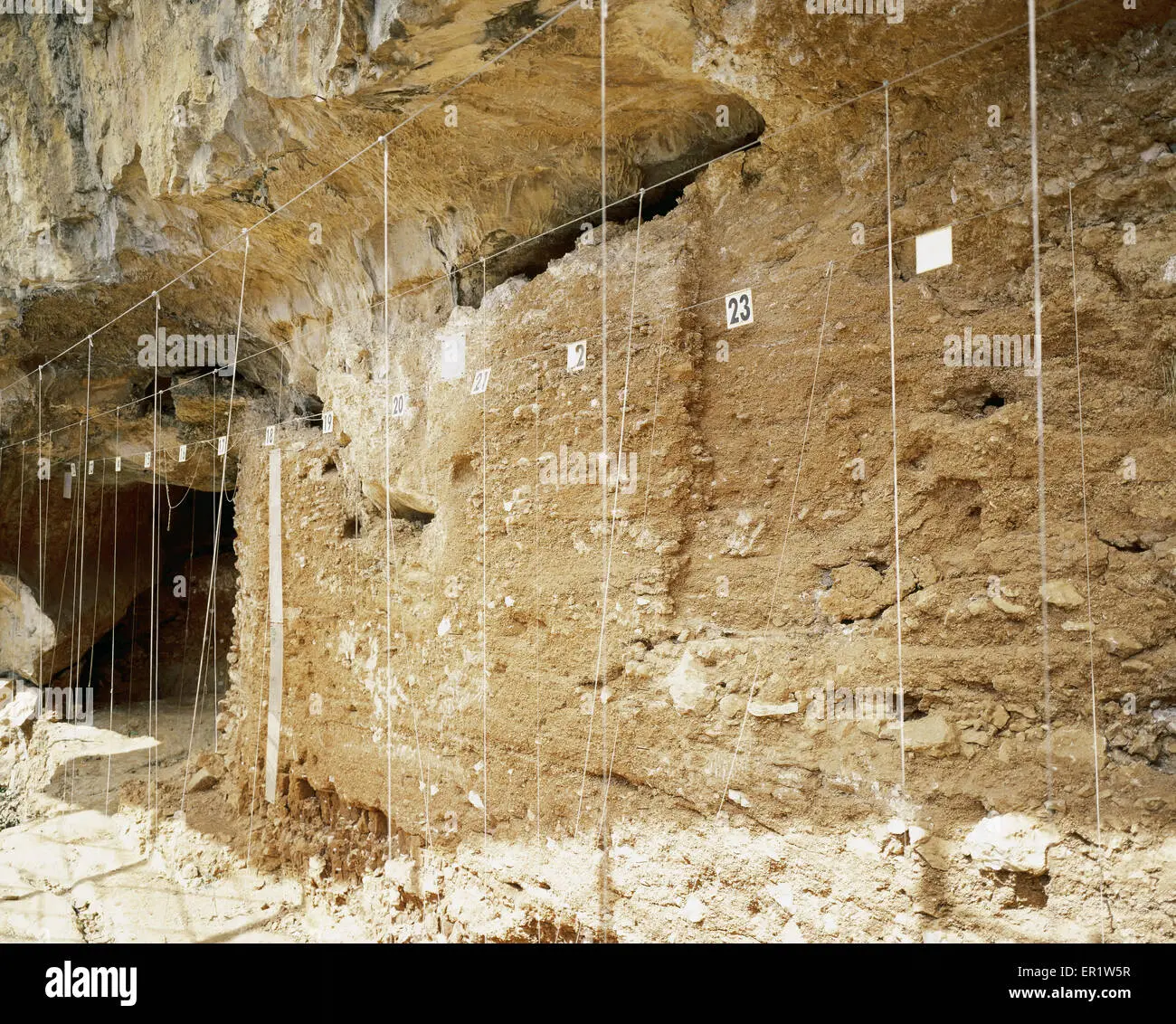 La Trinchera del Ferrocarril: Un tesoro paleontológico en Atapuerca - Que se ha encontrado en la Sima del Elefante trinchera del ferrocarril - Que se ha encontrado en la Sima del Elefante