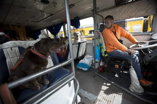 ferrocarril urquiza viajar con perros - Qué transporte acepta perros